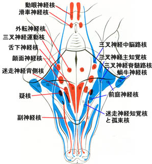 anatomy16b-1-2-2.jpg (40604 バイト)