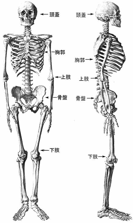 osteologia.jpg (38287 バイト)
